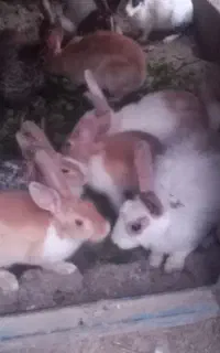 خرگوش