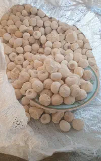 کشک سرحدی کشک بز