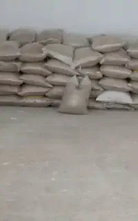 گندم و جو