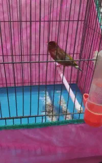 قناری ماده