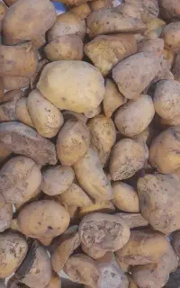 سیب زمینی نصفه درشت فقط ۲۰تومن