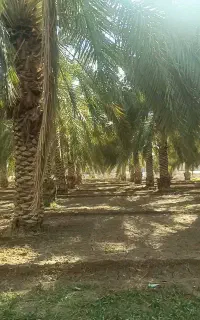فروش نخلستان