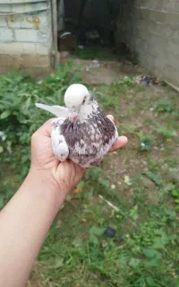 کبوتر ماده