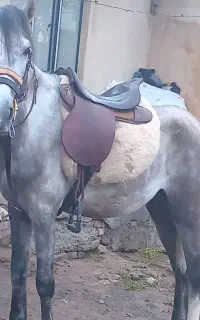اسب نر