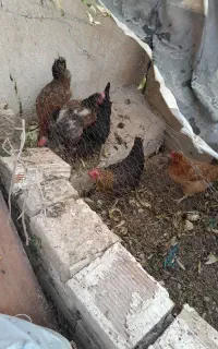مرغ تخم گذار جوان