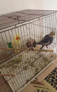 طوطی عروس نرو ماده