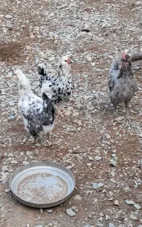 تخم مرغ گلین اصیل