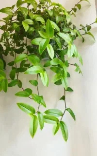 گل بسیار زیبا