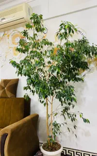 گیاه بنجامین