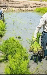 نیاز به تیم کن برای تولکی