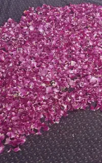 گل محمدی