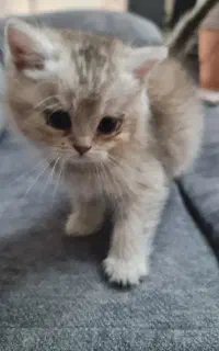 گربه اسکاتیش