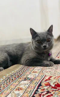 گربه اسکاتیش ماده برای جفت گیری فوری