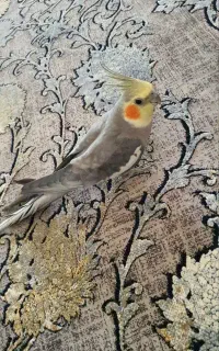 عروس هلندی نر