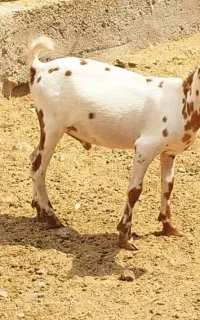 ماشین برای تربت حیدریه