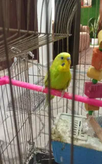مرغ عشق نرو ماده