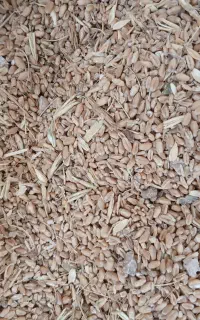 ۵کیلو گندم آبی برای دانه پرندگان بفروش میرسد.