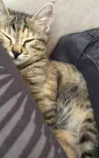 واگذاری Dsh ماده