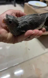 جوجه سرلاکی عروس هلندی