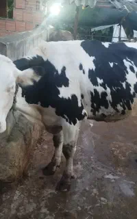 فروش گاو قربانی شکم اول