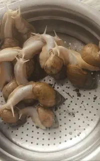 حلزون آلبینو ۲۰عدد بزرگ ۲ عدد تخمگذار