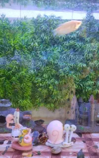 آکواریوم شیشه خمیده۲ میلیون تومان