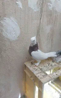 کبوتر طوقی
