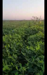 بادام زمینی قلی درجه یک