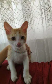 واگزاری گربه