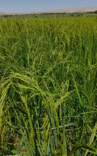 برنج طارم دم سیاه