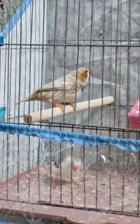 فنج کینگ