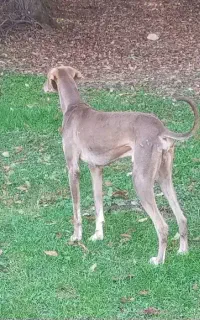 سلام تازی ۲ ساله