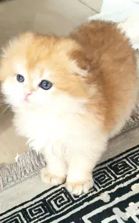 گربه اسکاتیش