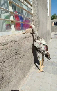 لاری اوشامو