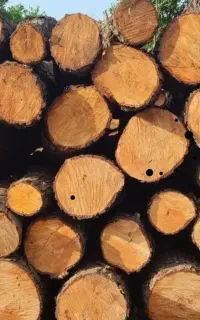 خرید چوب باغی وجنگلی بامجوز