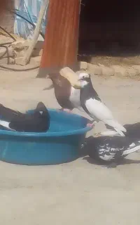 پرنده