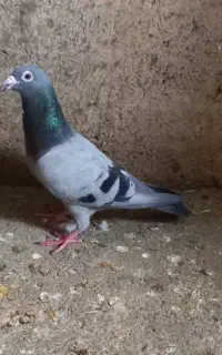 کبوتر پلاکی