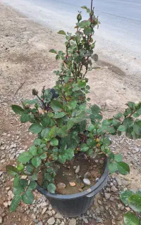 گل رز پر غنچه سطل ده بزرگ تنه دار