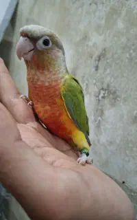 جوجه راهب و گرینچیک سرلاکی