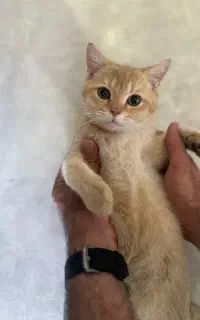بچه گربه بریتیش