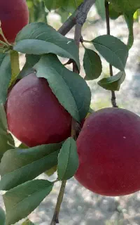 فروش شلیل سردرختی