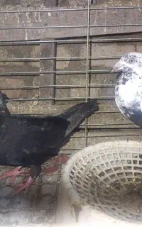 کبوتر چیل کاکولی جفت