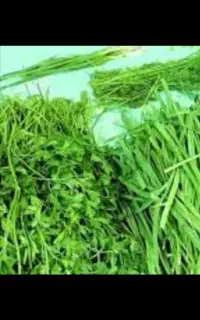 نیازمند نیرو برای سبزی خورد کنی