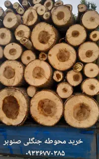 خرید فروش چوب باغ محوطه صنوبر جنگلی