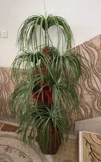 درختچه نخل همراه گلدان