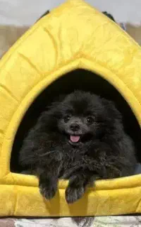 واگذاری توله سگ خارجی بسیارخوشگل