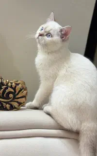 گربه