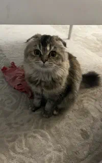 گربه