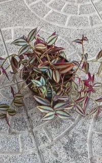 راهنما وفروش گل وگیاه