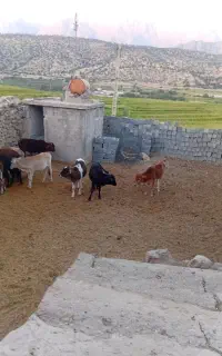گوساله  نر گاو سفید  یاسوج